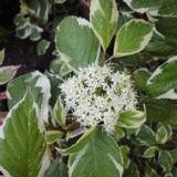 Valkokirjokanukka Sibirica Variegata, astiakoko 3L