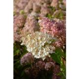 Syyshortensia Grandiflora FinE, astiakoko 3L