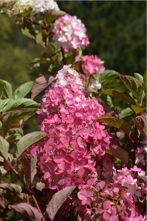 Syyshortensia Fraise Melba®