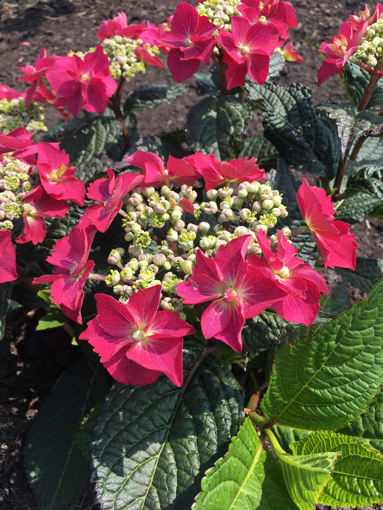 Jalohortensia Flair&Flavours Strawberry