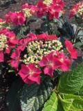 Jalohortensia Flair&Flavours® Strawberry Cream, astiakoko 5L