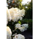 Syyshortensia Living Little Blossom®, astiakoko 5L
