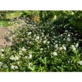 Grönlanninhanhikki, astiakoko 2L