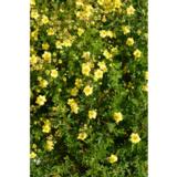 Pensashanhikki Tervola 3 L