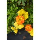 Pensashanhikki Marmalade™, astiakoko 3 L