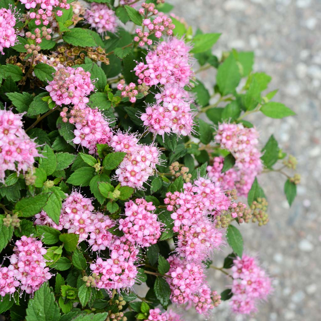 Pikkukeijuangervo Newport Dwarf