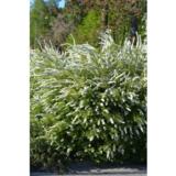 Norjanangervo, astiakoko 2 L