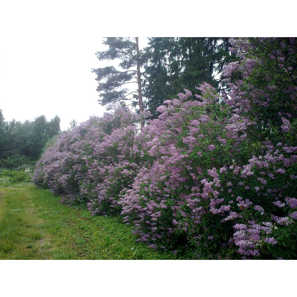 Puistosyreeni