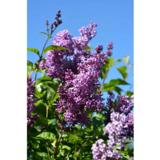 Puistosyreeni Ainola, astiakoko 3L