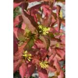 Lamovuohenkuusama Kajo FinE, astiakoko 2L