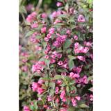 Komeakotakuusama Victoria, astiakoko 3L