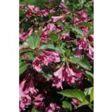 Tarhakotakuusama Korea, astiakoko 3L