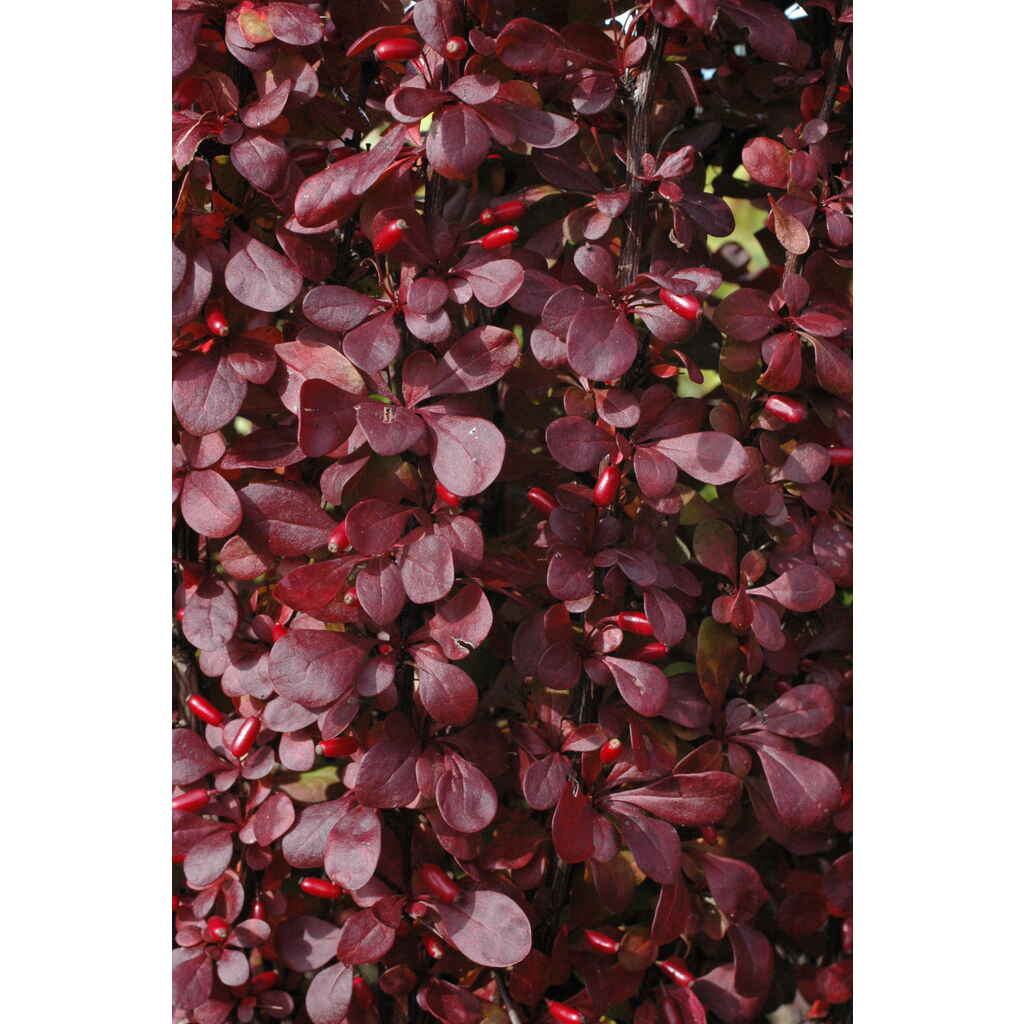 Purppurahappomarja Hellmond Pillar