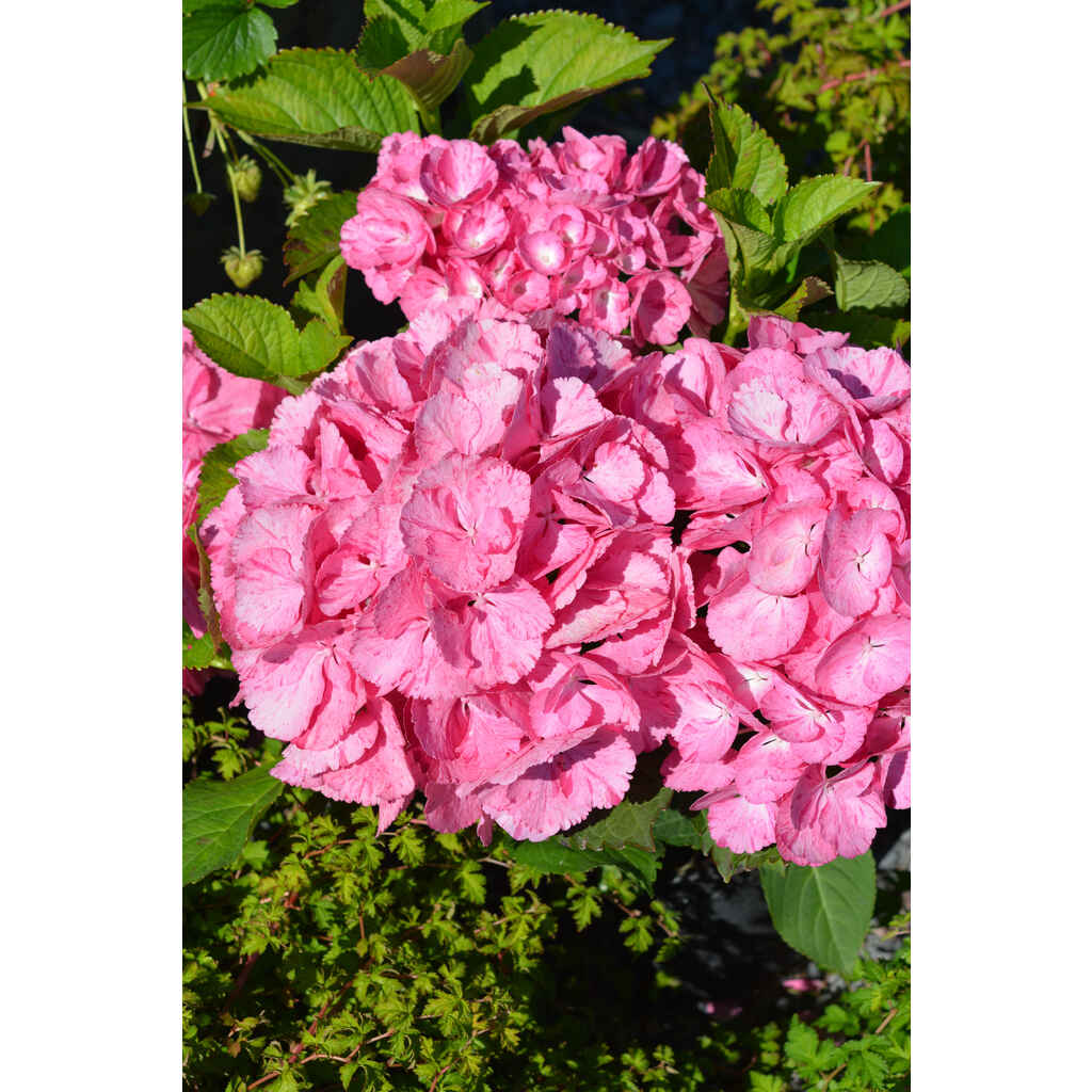 Jalohortensia Sweet Fantasy