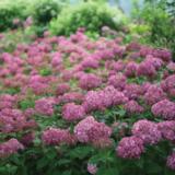 Pallohortensia Bellaragazza® Mauvette, astiakoko 3L