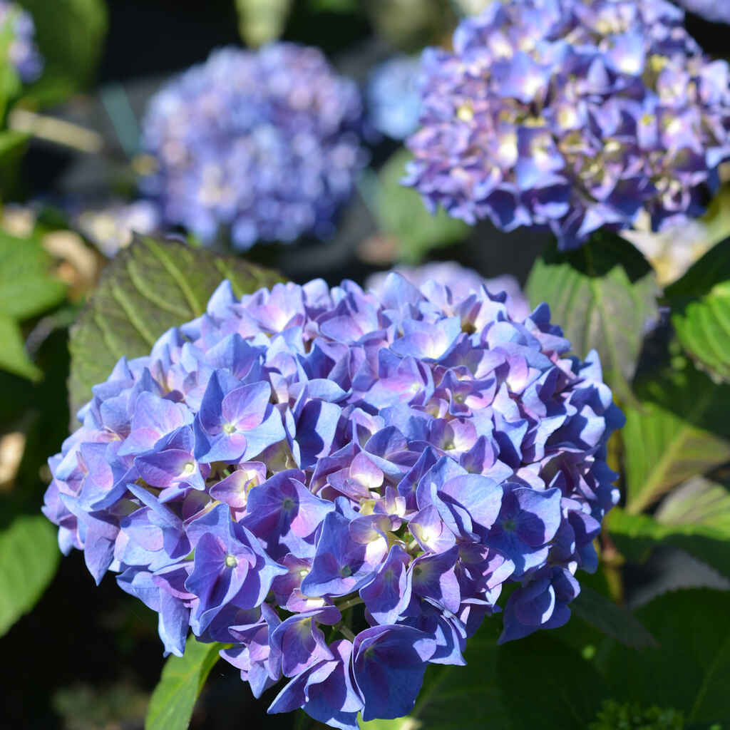 Jalohortensia Sweet Marshmallow