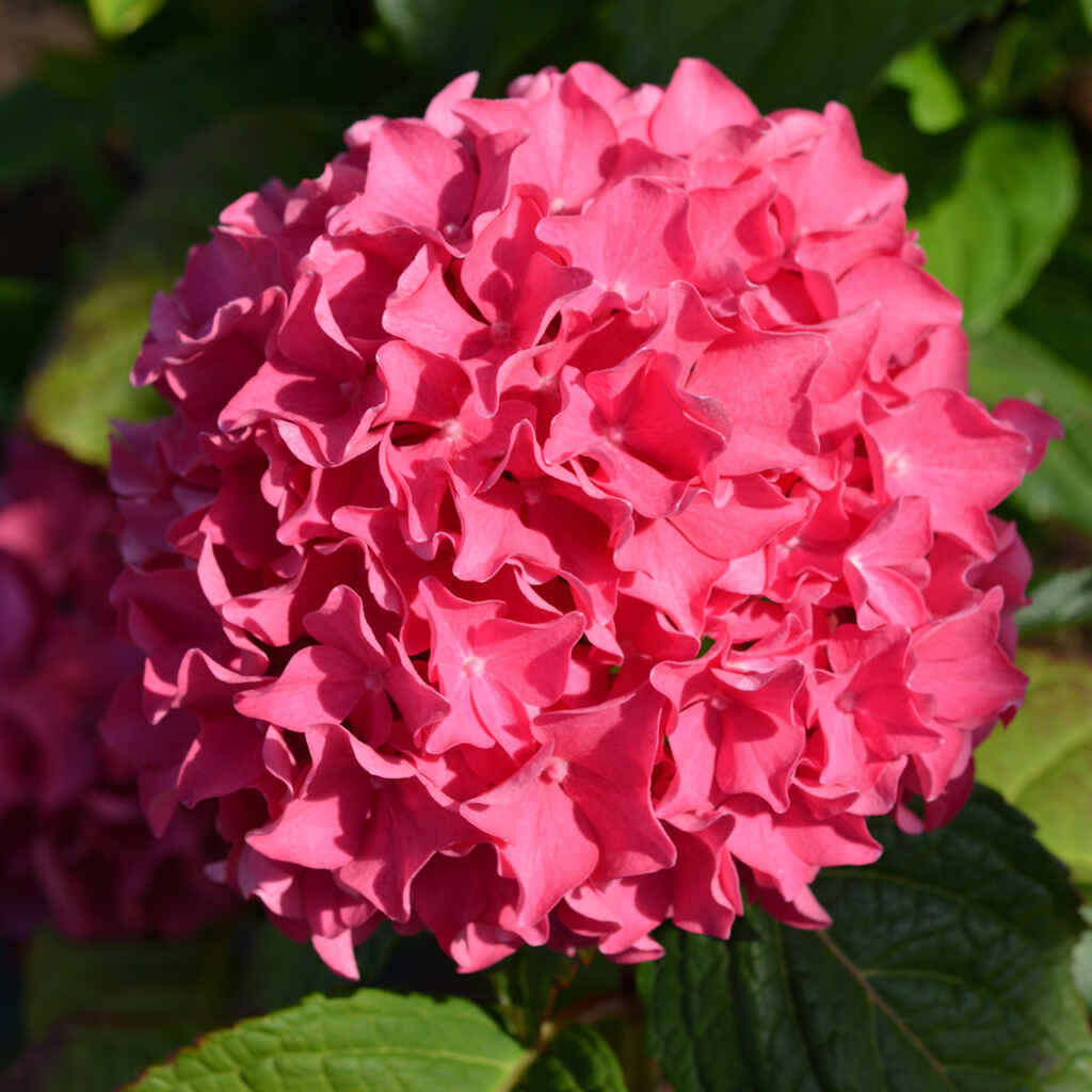 Jalohortensia Sweet Cupcake