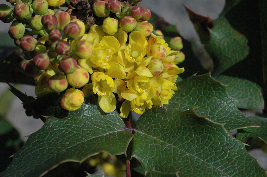 Mahonia