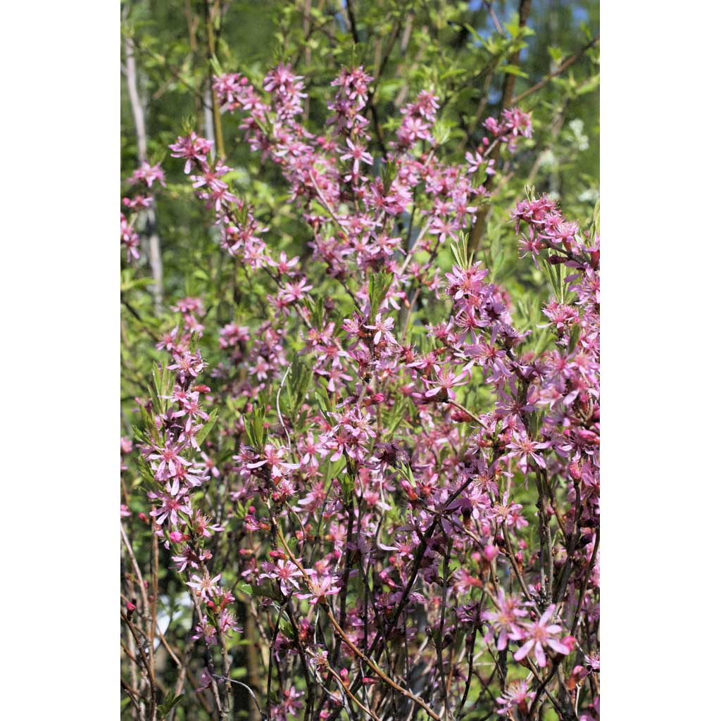 Kääpiömanteli Fire Hill 40-50 cm