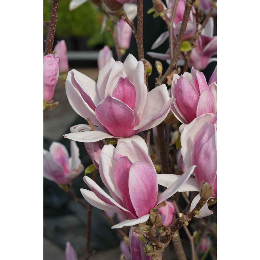 Magnolia Satisfaction