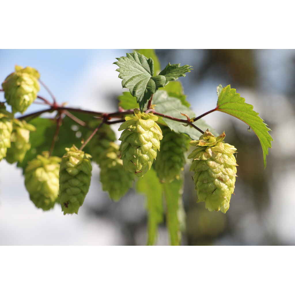 Humala 'Kähäri', Kuvaaja ja kuvan oikeudenhaltija: Saara Tuohimetsä/LUKE