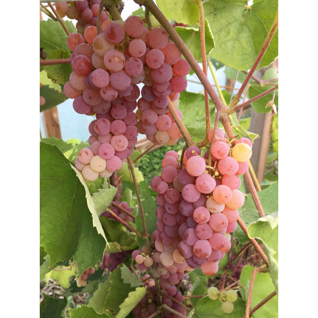 Viiniköynnös 'Somerset Seedless'