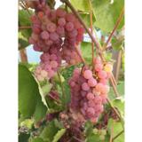 Viiniköynnös Somerset Seedless, astiakoko 2L