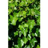 Ulkomuratti, kotimainen, astiakoko 2L