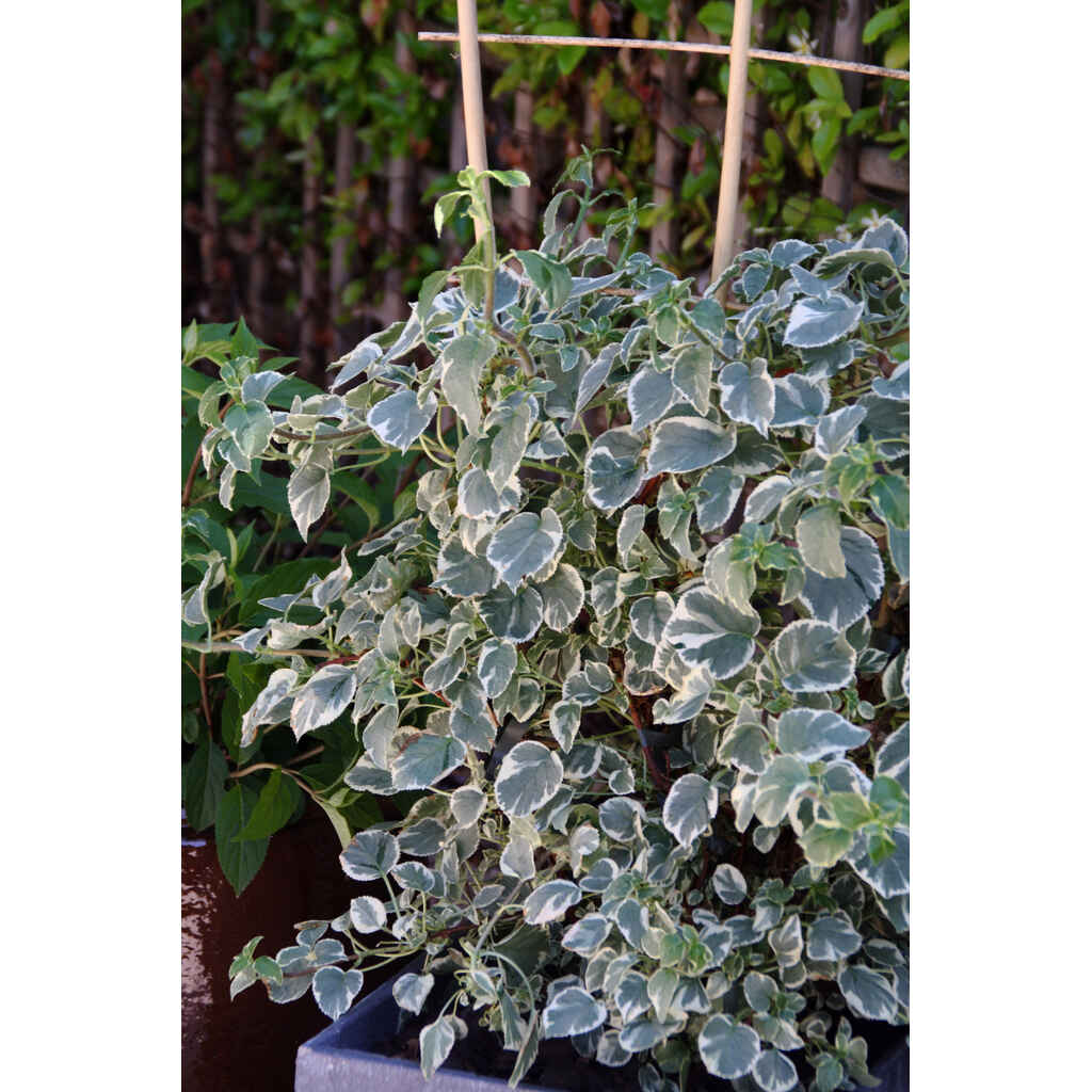 Köynnöshortensia 'Silver Lining', kuva: Puutarha Tahvoset