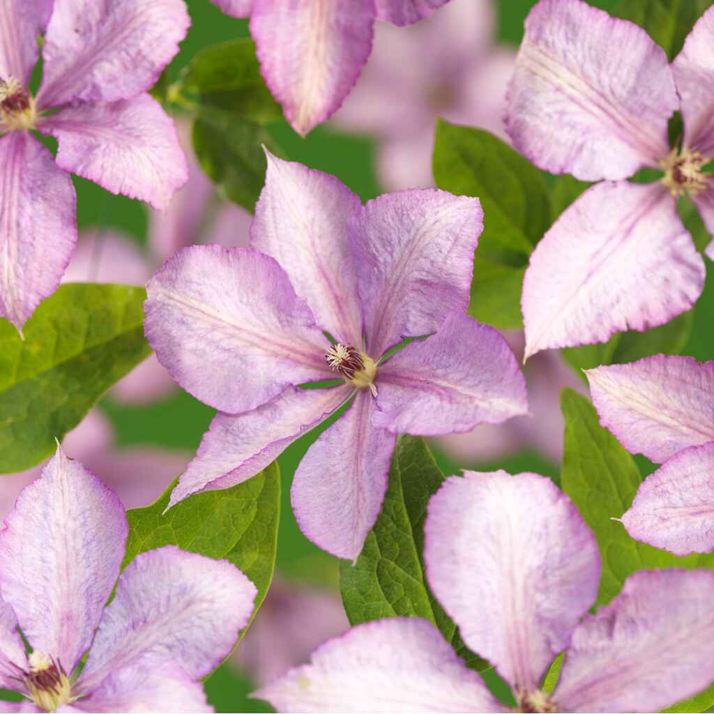 Loistokärhö 'Margaret Hunt'