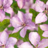 Loistokärhö Margaret Hunt, astiakoko 2L