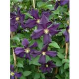 Loistokärhö Romantika, astiakoko 2L