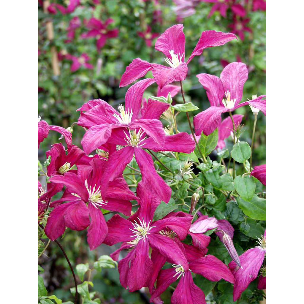 Loistokärhö 'Madame Julia Correvon'