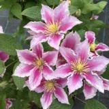 Loistokärhö Piilu, astiakoko 1L