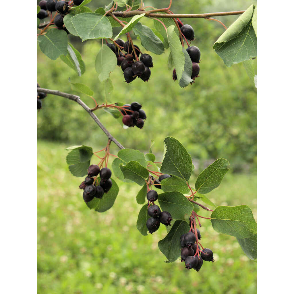 Marjatuomipihlaja 'Smoky'