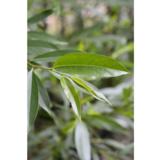 Isoriippasalava Lasipalatsi