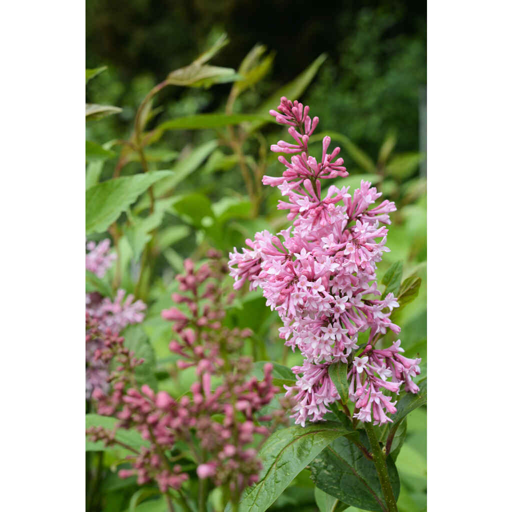 Isabellansyreeni James MacFarlane