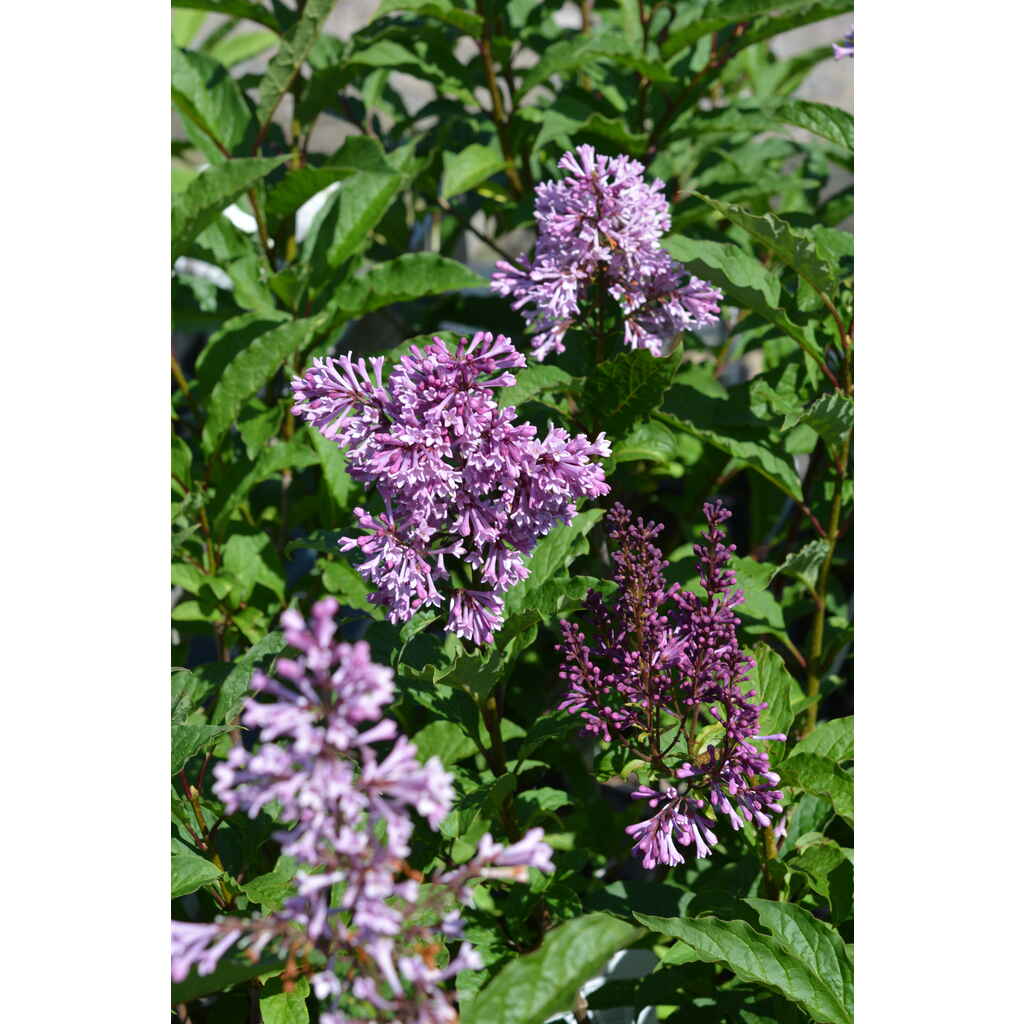 Isabellansyreeni Royalty