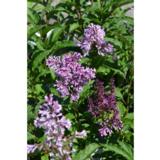 Isabellansyreeni Royalty rungollinen