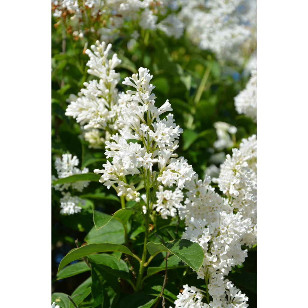 Isabellansyreeni Holger