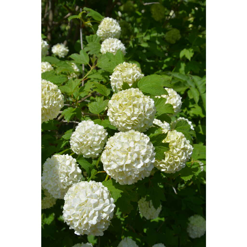 Lumipalloheisi Pohjan Neito