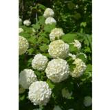 Lumipalloheisi Pohjan Neito FinE rungollinen