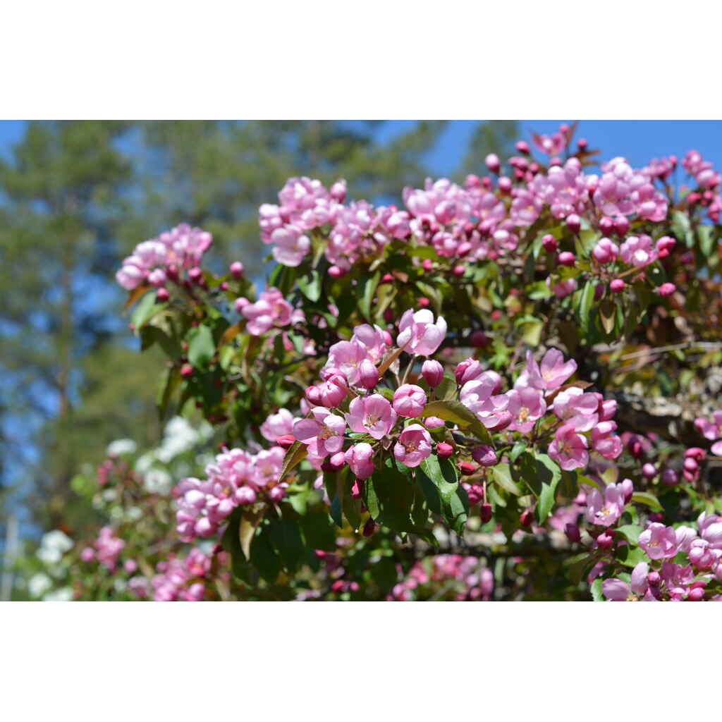 Koristeomenapuu Hopa