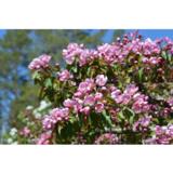 Koristeomenapuu Hopa