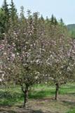 Koristeomenapuu Cowichan FinE