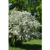 Marjaomenapensas, astiakoko 2L