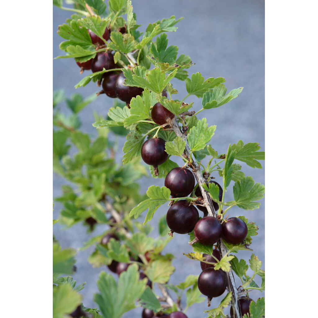 Vuoristokarviainen Houghton