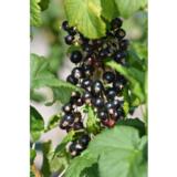 Mustaherukka Mortti FinE 2L