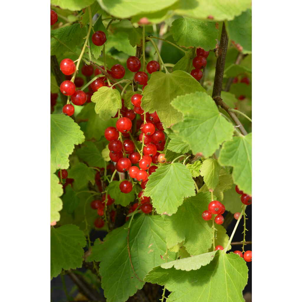 Punaherukka 'Rovada'