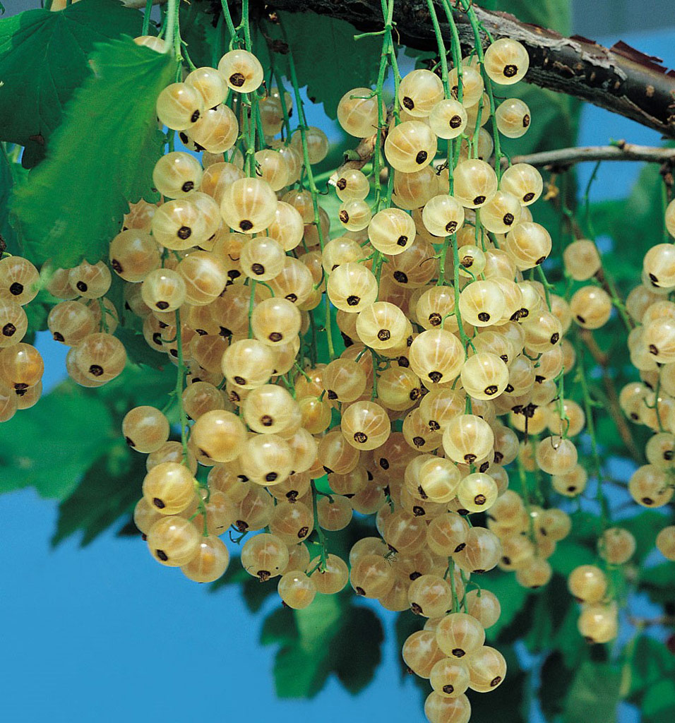 Valkoherukka 'Lepaan Valkea'